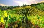 Кипрское вино – список лучших винных марок на Кипре