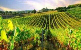 Кипрское вино – список лучших винных марок на Кипре