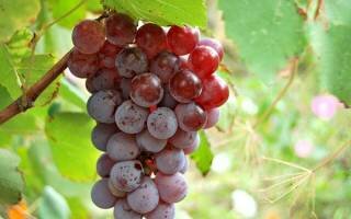 Вино из винограда Лидия – простой рецепт в домашних условиях